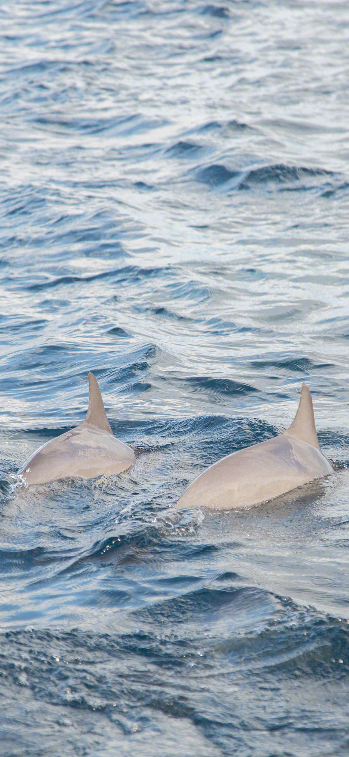 [2436×1125]海豚 游泳 蓝色 海洋生物 海水 苹果手机壁纸图片