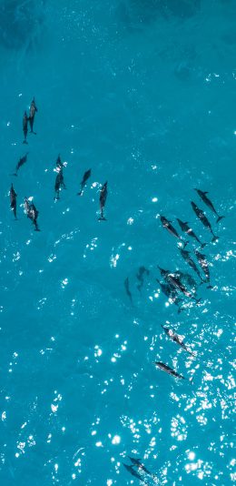 [2436x1125]海豚 蓝色 海洋生物 大海 种群 苹果手机壁纸图片
