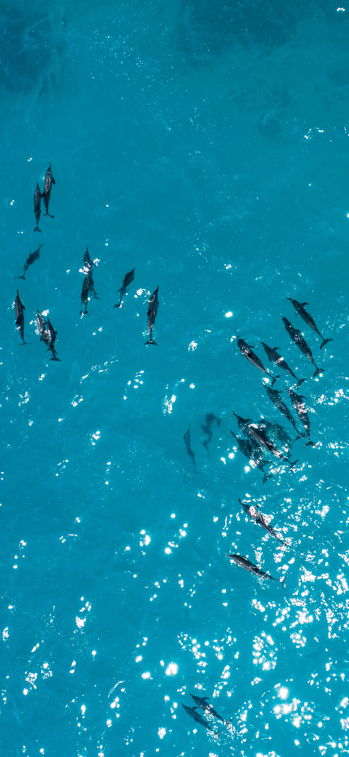 [2436×1125]海豚 蓝色 海洋生物 大海 种群 苹果手机壁纸图片