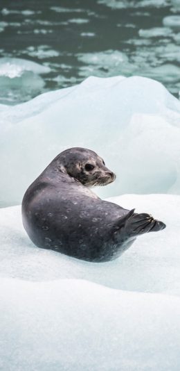 [2436x1125]海豹 动物 冰地 极地 苹果手机壁纸图片