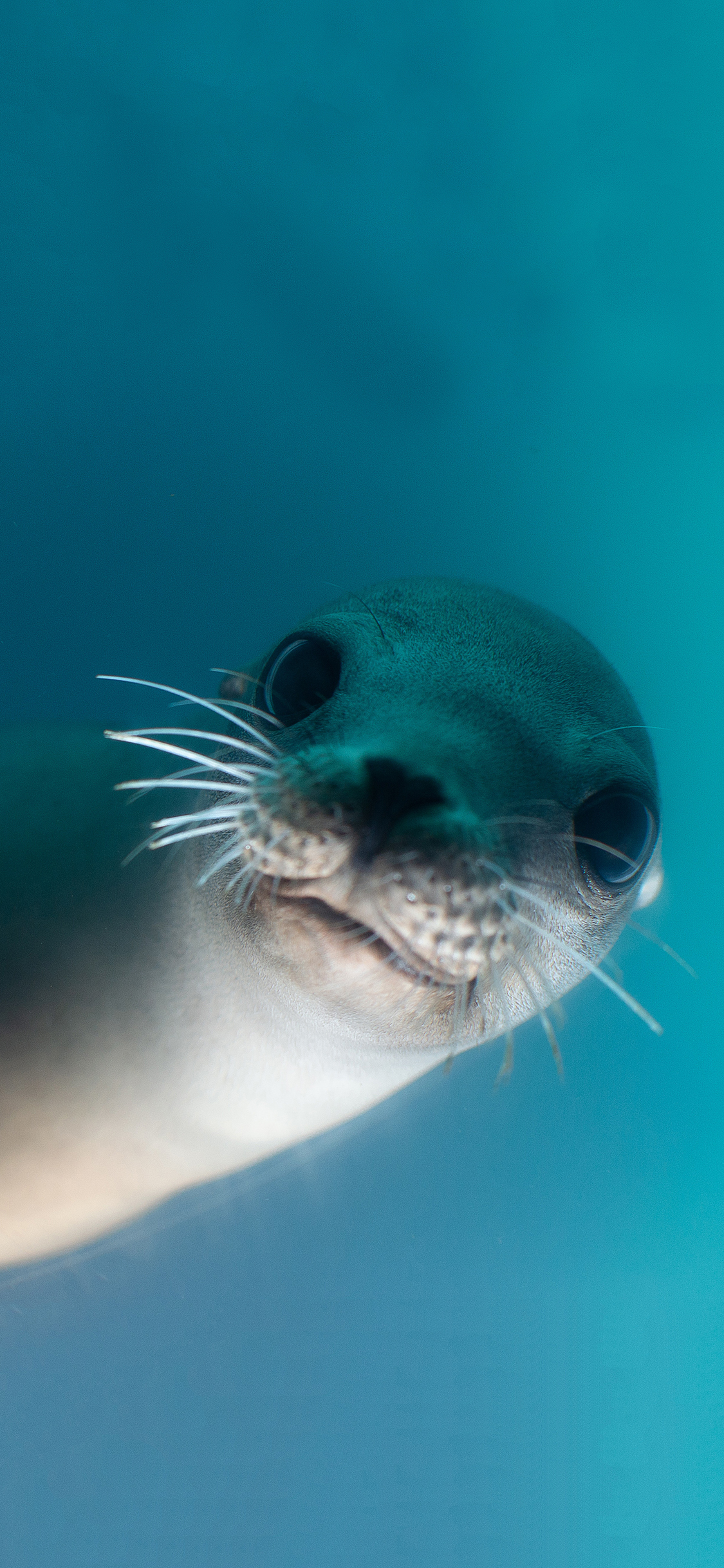 [2436×1125]海豹 大眼睛 胡子 可爱 苹果手机壁纸图片