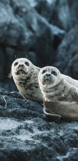 [2436x1125]海豹 岩石 海岸 群居 苹果手机壁纸图片