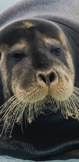 [2436x1125]海豹 成年 长胡须 庞大 苹果手机壁纸图片
