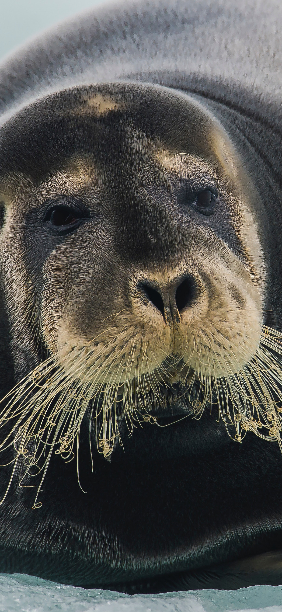 [2436×1125]海豹 成年 长胡须 庞大 苹果手机壁纸图片