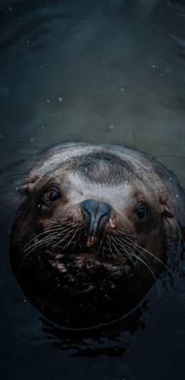 [2436x1125]海豹 水面 短毛 苹果手机壁纸图片