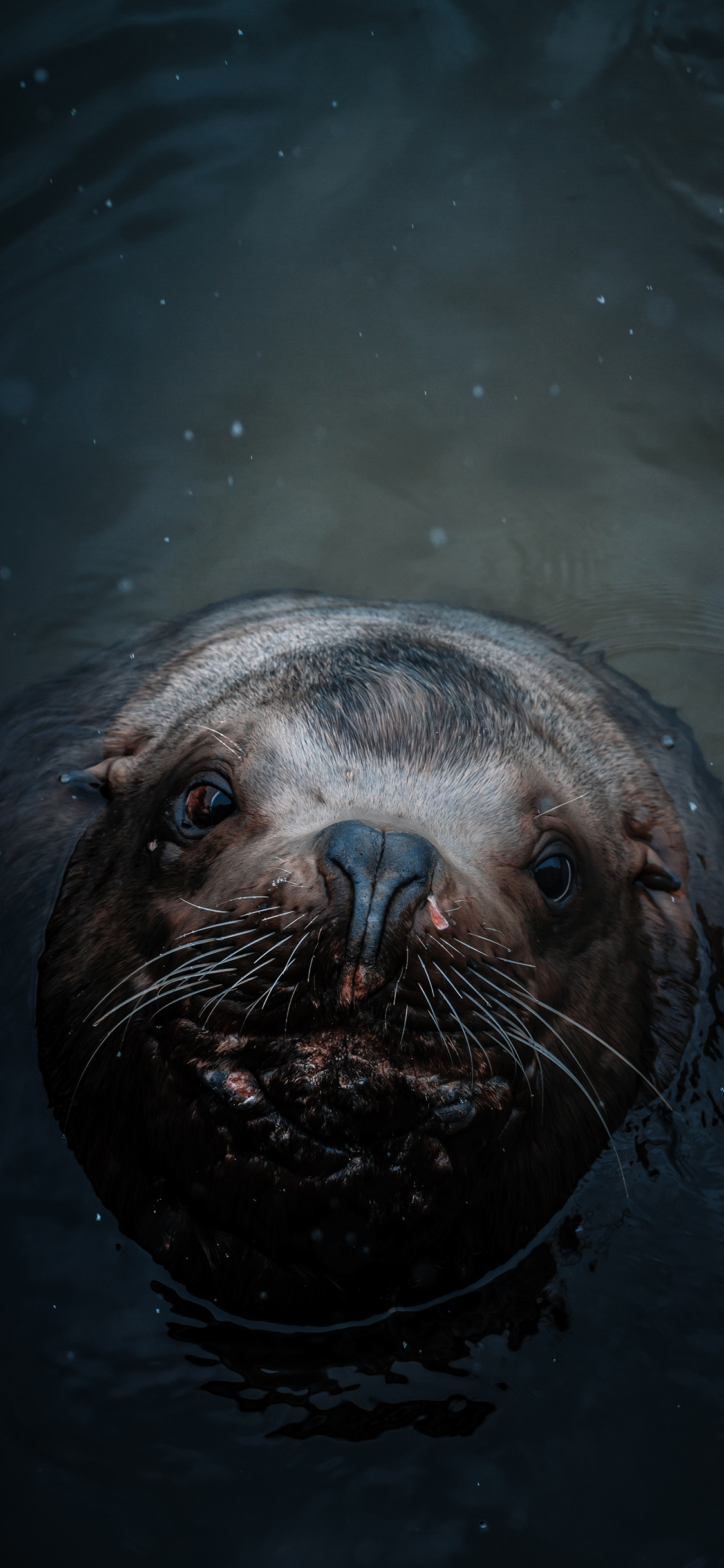 [2436×1125]海豹 水面 短毛 苹果手机壁纸图片