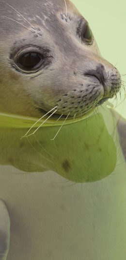 [2436x1125]海豹 海洋生物 可爱 肥嘟嘟 水 浮游 苹果手机壁纸图片