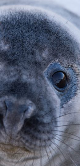 [2436x1125]海豹 海洋生物 特写 苹果手机壁纸图片