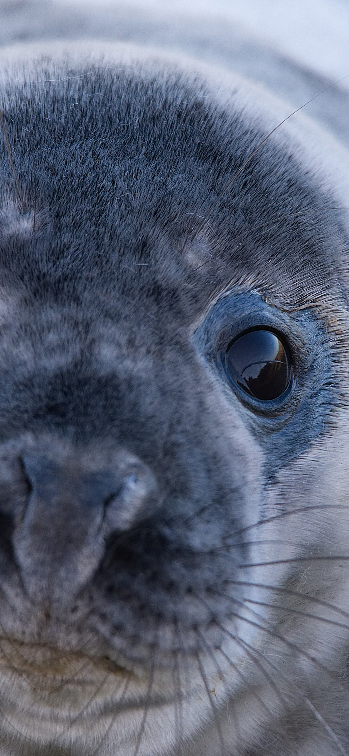 [2436×1125]海豹 海洋生物 特写 苹果手机壁纸图片