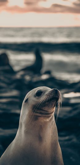 [2436x1125]海豹 群居 海边 胎生 苹果手机壁纸图片