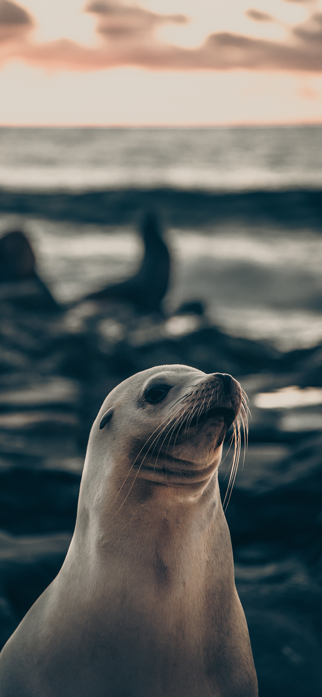 [2436×1125]海豹 群居 海边 胎生 苹果手机壁纸图片
