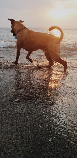 [2436x1125]海边 夕阳 宠物 犬类 狗 苹果手机壁纸图片