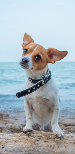 [2436x1125]海边 宠物狗 写真 可爱 吉娃娃 苹果手机壁纸图片