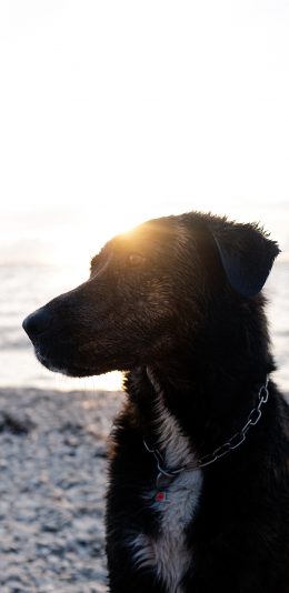 [2436x1125]海边 宠物狗 黑色 狗狗 苹果手机壁纸图片