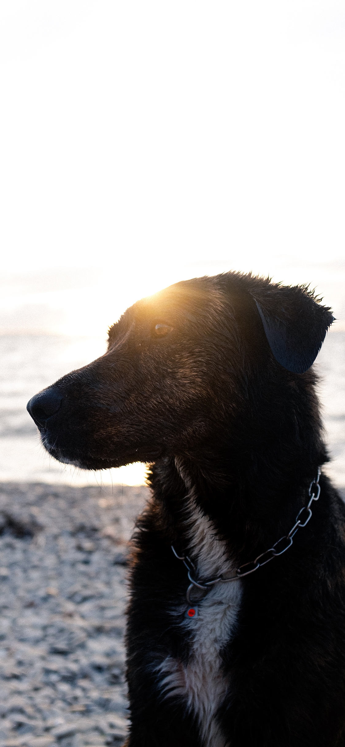 [2436×1125]海边 宠物狗 黑色 狗狗 苹果手机壁纸图片