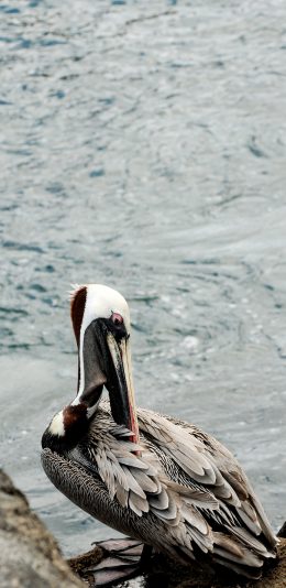 [2436x1125]海边 岩石 候鸟 鹈鹕 苹果手机壁纸图片