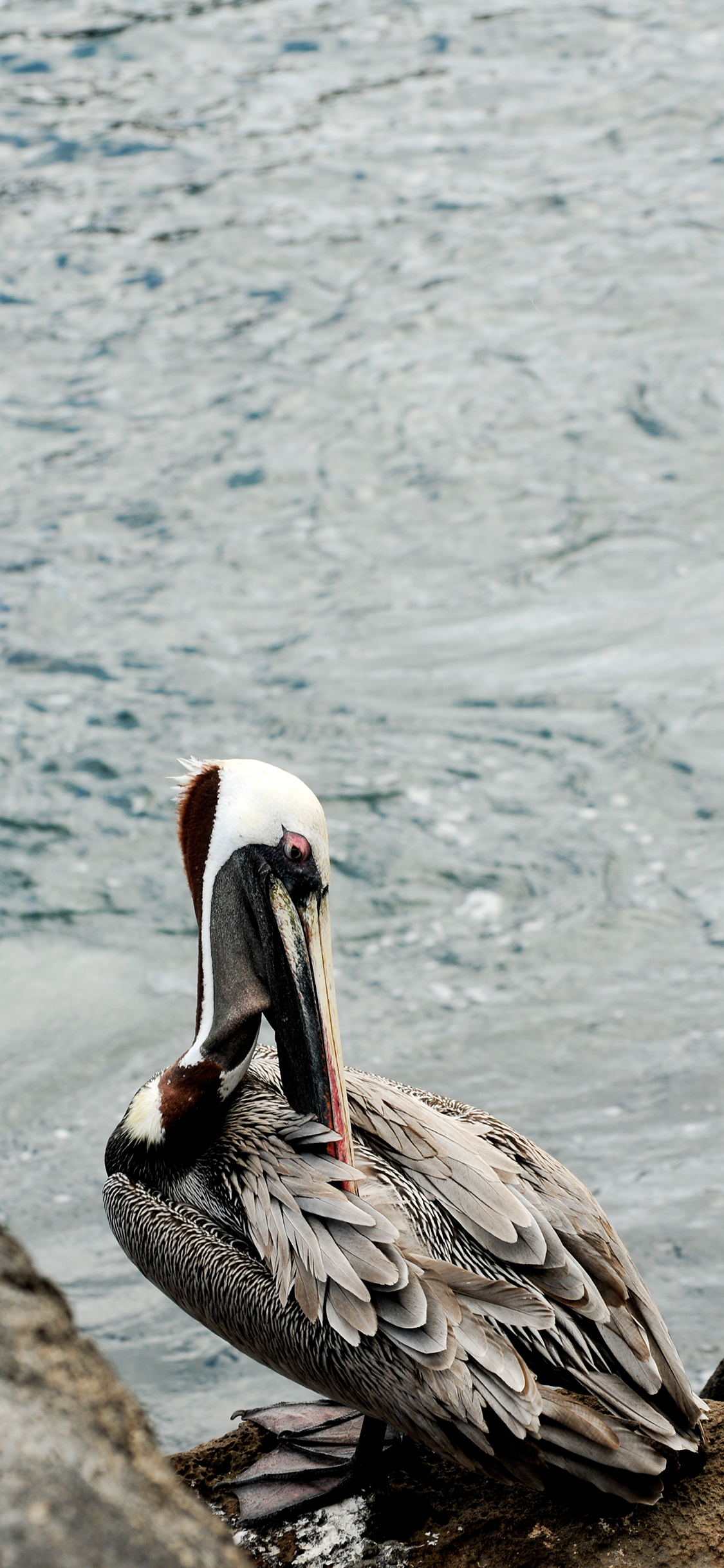 [2436×1125]海边 岩石 候鸟 鹈鹕 苹果手机壁纸图片