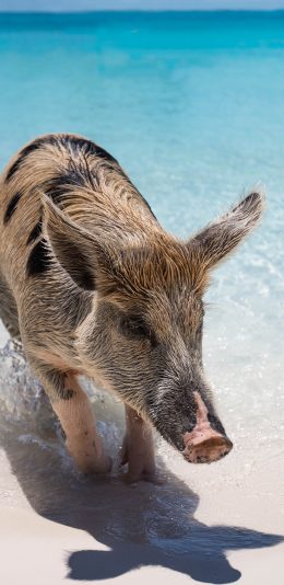 [2436x1125]海边 猪 海岸 沙滩 苹果手机壁纸图片