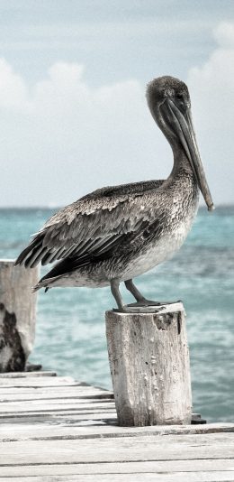 [2436x1125]海边 鹈鹕 栖息 木栈道 水禽 苹果手机壁纸图片
