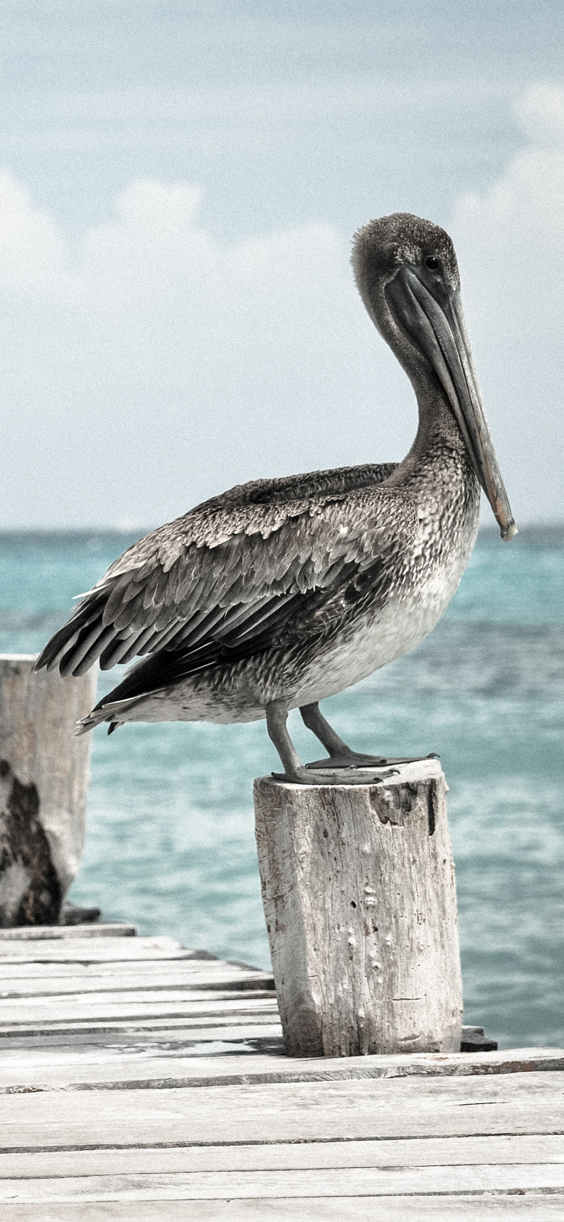 [2436×1125]海边 鹈鹕 栖息 木栈道 水禽 苹果手机壁纸图片