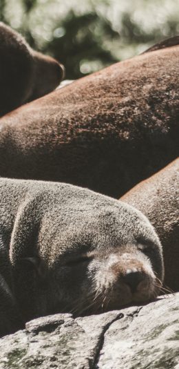 [2436x1125]海边岩石 海豹 幼年 睡觉 苹果手机壁纸图片