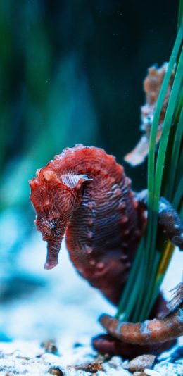 [2436x1125]海马 海洋生物 交尾 苹果手机壁纸图片