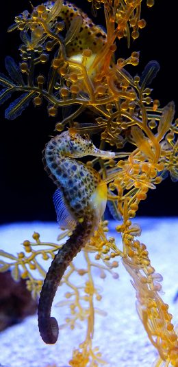 [2436x1125]海马 海洋生物 海洋 珊瑚 苹果手机壁纸图片