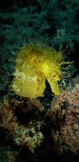 [2436x1125]海马 海洋生物 珊瑚 苹果手机壁纸图片
