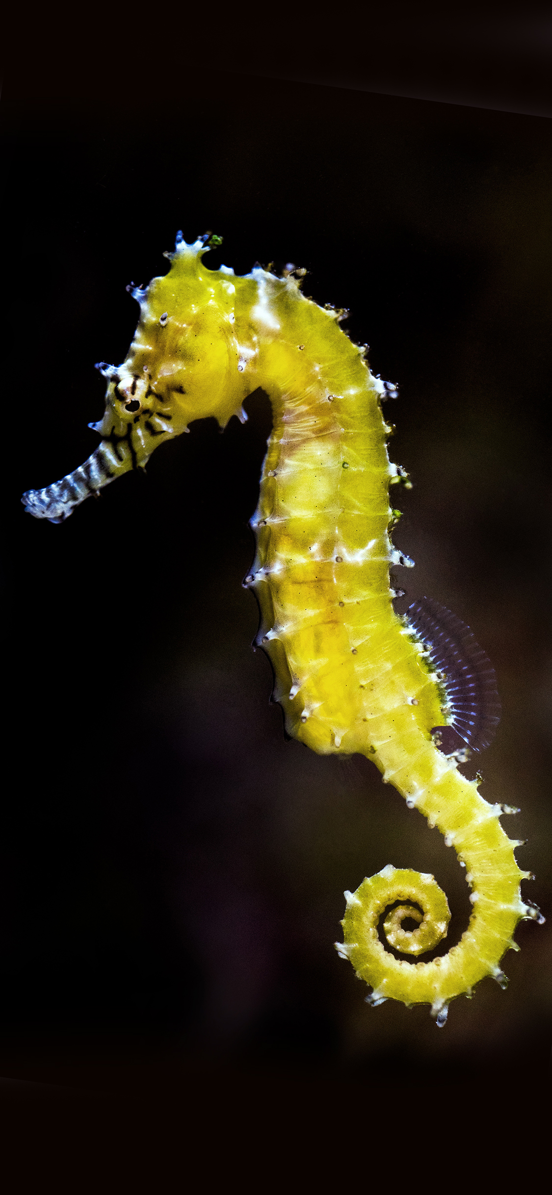 [2436×1125]海马 黄色 海洋生物 苹果手机壁纸图片