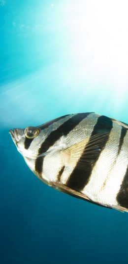 [2436x1125]海鱼 条纹 海岸 阳光 苹果手机壁纸图片