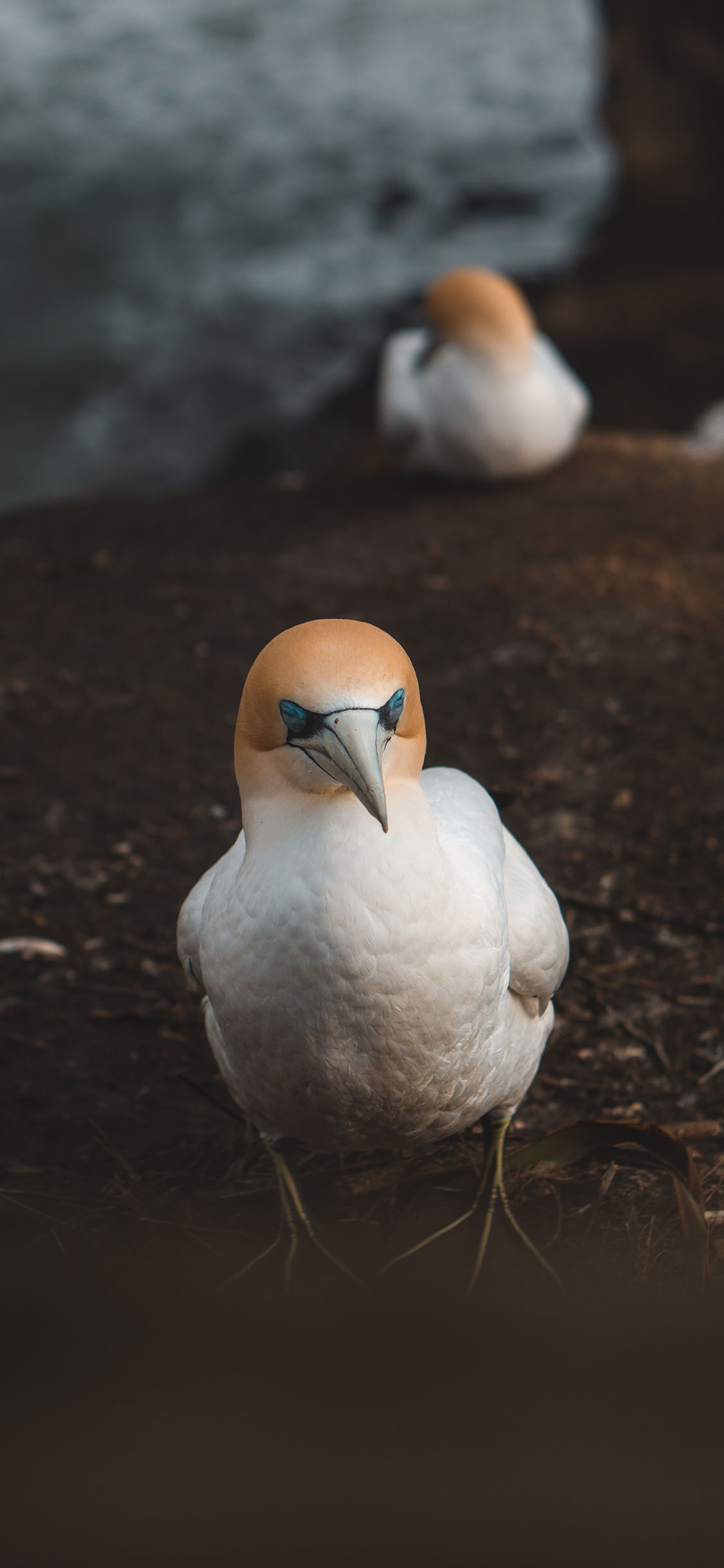 [2436×1125]海鸟 候鸟 憨鲣鸟 捕鱼 苹果手机壁纸图片