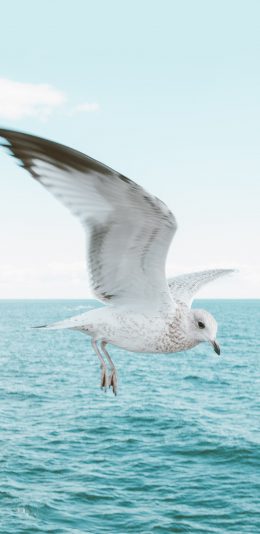 [2436x1125]海鸟 翅膀 飞翔 大海 海上 海洋 苹果手机壁纸图片