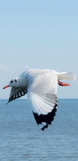 [2436x1125]海鸥 海 天空 鸟 蓝色 野生 飞 水 苹果手机壁纸图片