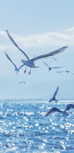 [2436x1125]海鸥 海洋 大海 海面 蓝色 鸟 飞翔 翅膀 苹果手机壁纸图片