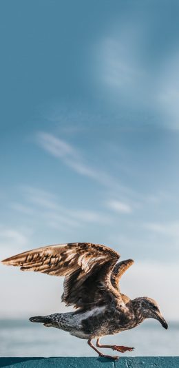 [2436x1125]海鸥 起飞 鹰 飞鸟 羽毛 翅膀 苹果手机壁纸图片