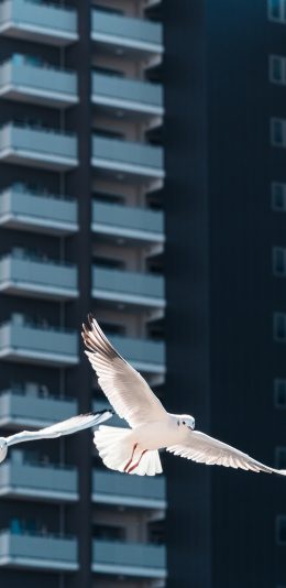 [2436x1125]海鸥 飞翔 翅膀 鸟 建筑 苹果手机壁纸图片