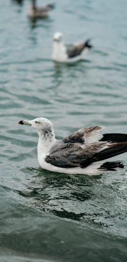 [2436x1125]海鸥 飞鸟 大海 海群 苹果手机壁纸图片