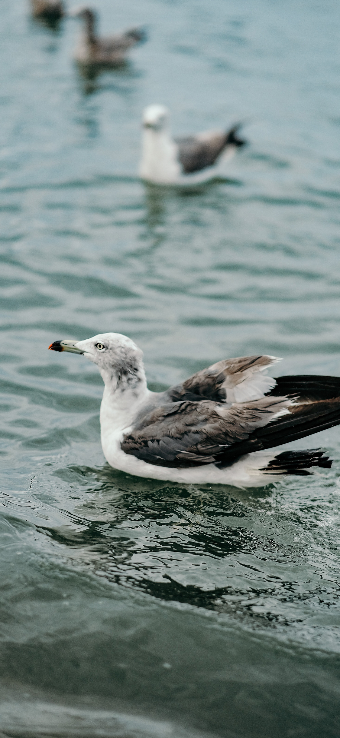 [2436×1125]海鸥 飞鸟 大海 海群 苹果手机壁纸图片