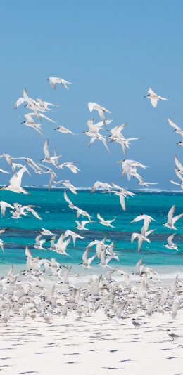 [2436x1125]海鸥 鸟 大海 蓝色 飞翔 苹果手机壁纸图片