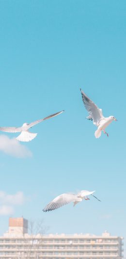 [2436x1125]海鸥 鸟 翅膀 飞翔 蓝色 苹果手机壁纸图片