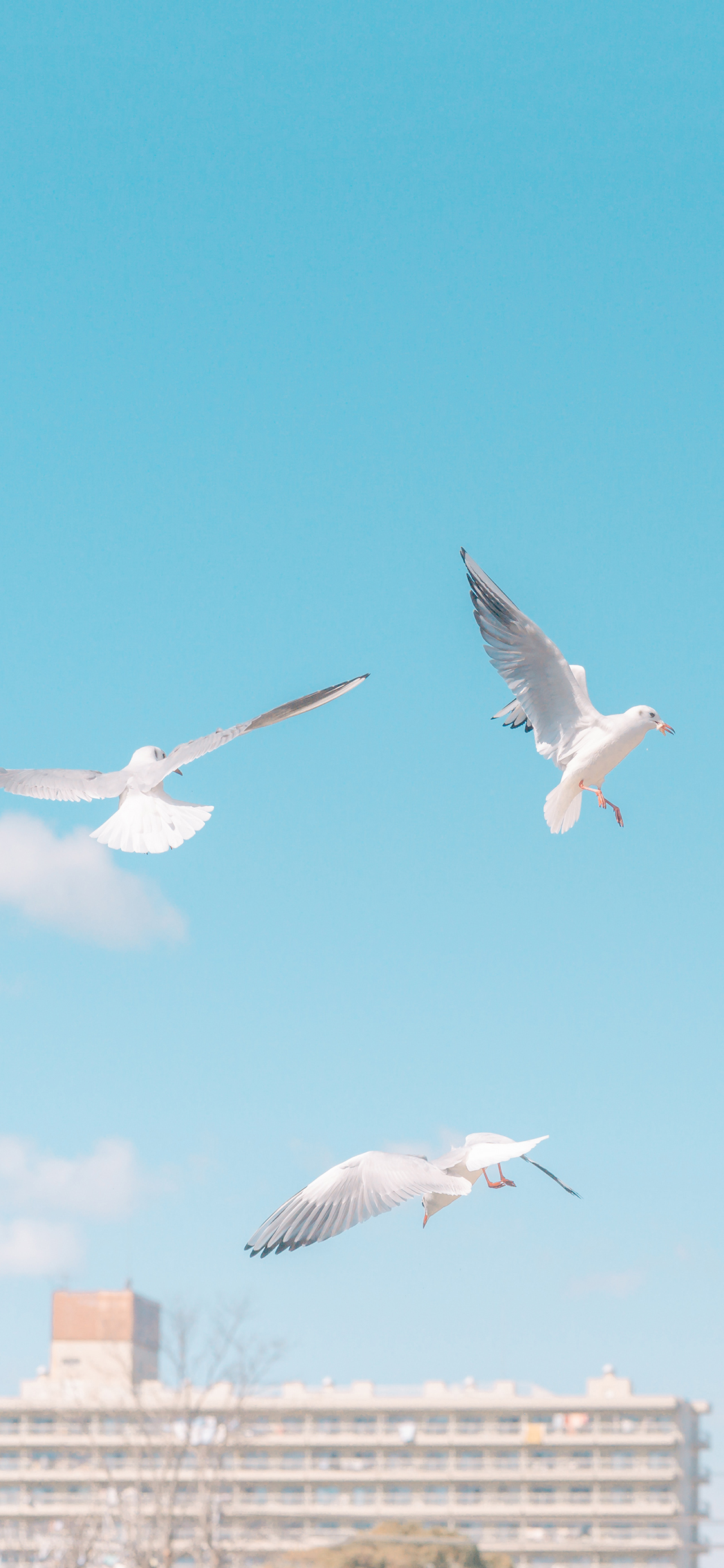 [2436×1125]海鸥 鸟 翅膀 飞翔 蓝色 苹果手机壁纸图片