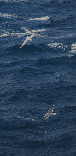 [2436x1125]海鸥 鸟 飞翔 大海 海面 海洋 蓝色 苹果手机壁纸图片