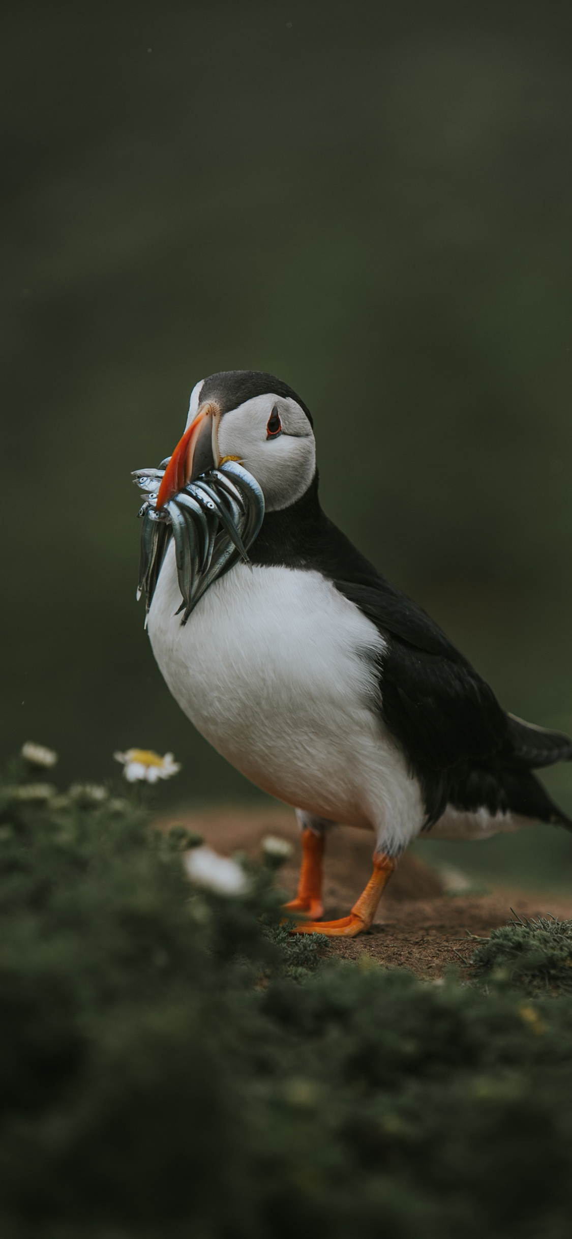 [2436×1125]海鹦 北极海鹦 鸟类 动物 苹果手机壁纸图片