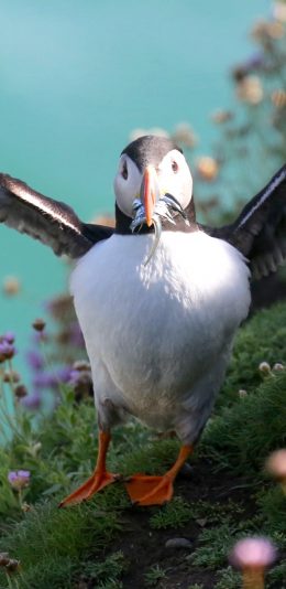 [2436x1125]海鹦 鸟类 鱼食 草地 苹果手机壁纸图片