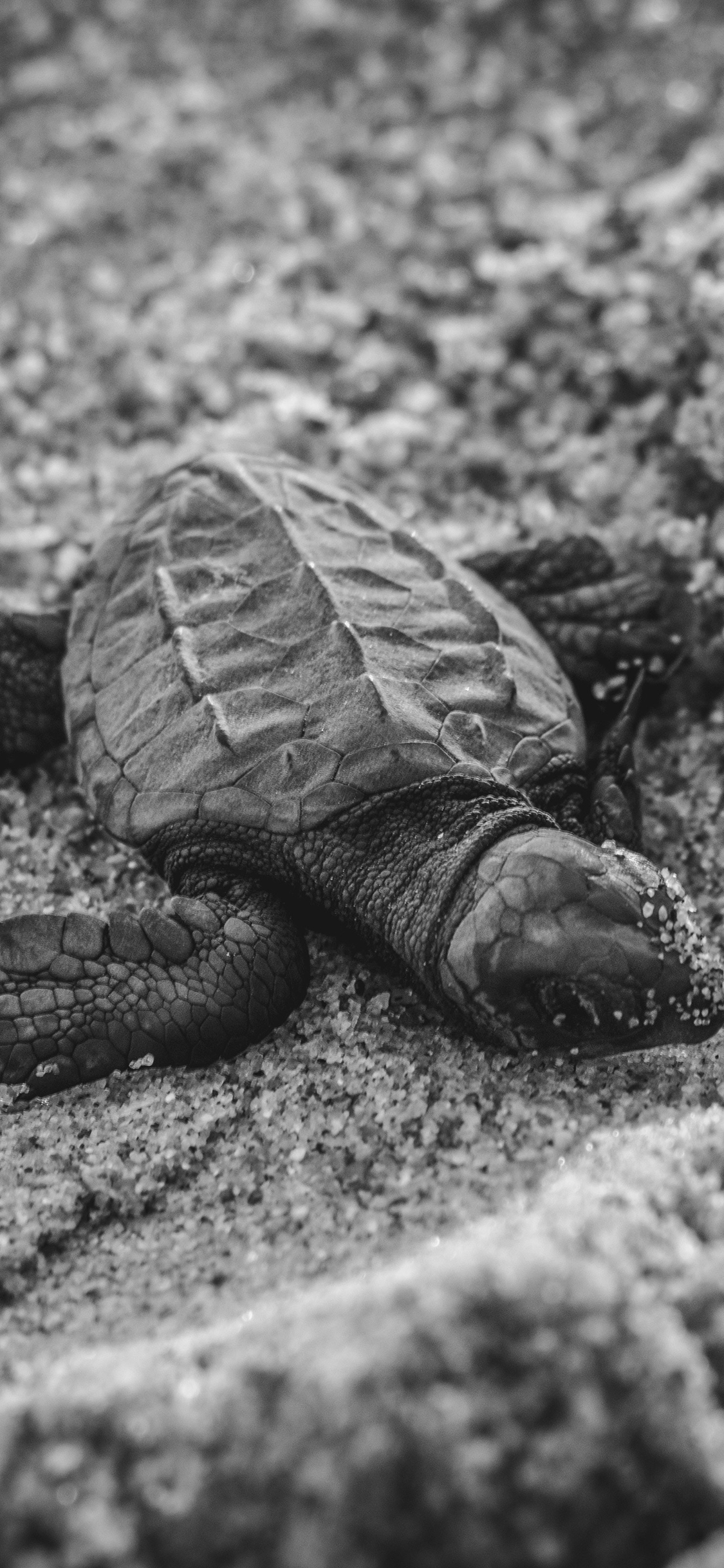 [2436×1125]海龟 乌龟 沙地 幼小 苹果手机壁纸图片