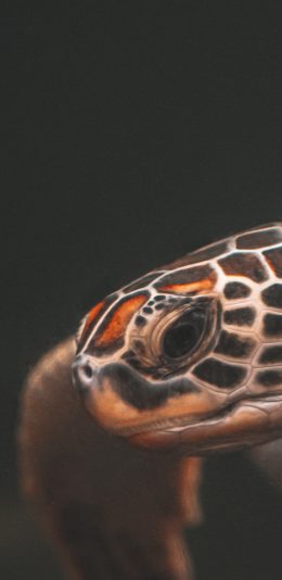 [2436x1125]海龟 乌龟 游动 纹理 苹果手机壁纸图片