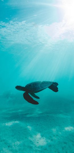 [2436x1125]海龟 大海 海洋 游动 苹果手机壁纸图片