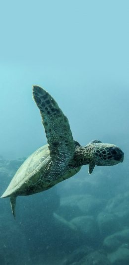 [2436x1125]海龟 大海 游泳 苹果手机壁纸图片
