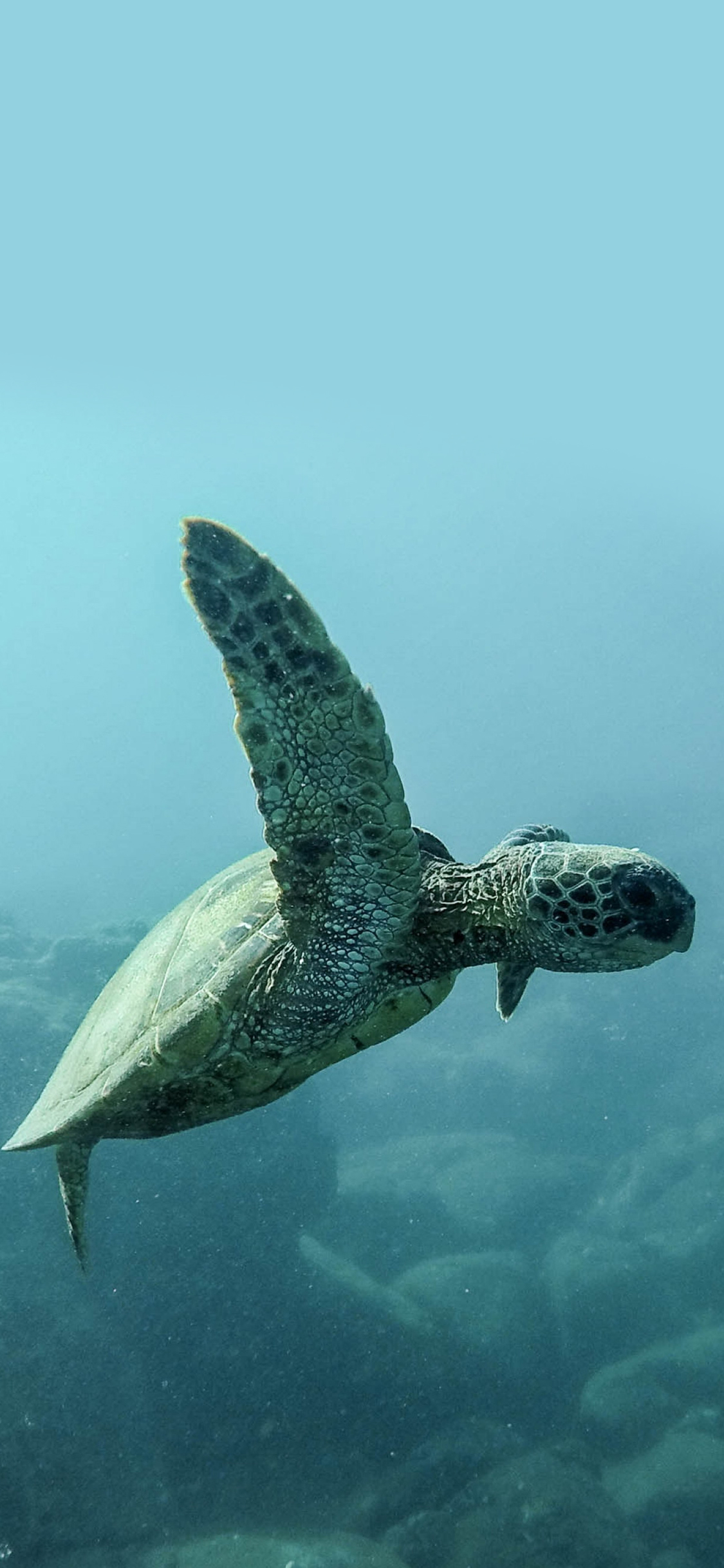 [2436×1125]海龟 大海 游泳 苹果手机壁纸图片