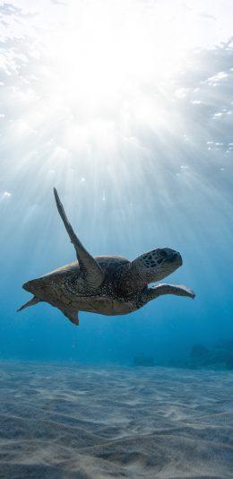 [2436x1125]海龟 大海 遨游 阳光 苹果手机壁纸图片